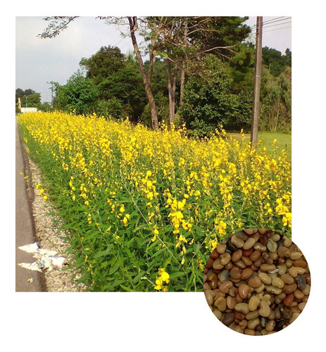 Crotalaria Ochroleuca  Adubação P/ Apicultura 500g