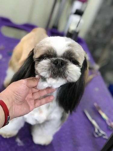 Gran Macho Shih Tzu!! Para Cruza!!