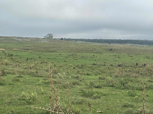 Imagen 9 de 21 de 270 Hectareas Ganaderas A 28 Km De Minas 3300 Dólares La Hec