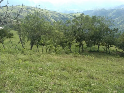 Vendo Finca Ganadera Cerca A La Cabecera De Armenia Mantequilla Ant.