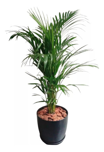 Planta Palmera Areca  E15