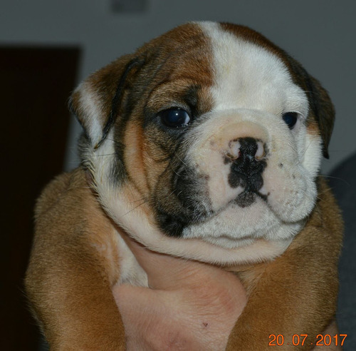 Cachorros Bulldog Ingles