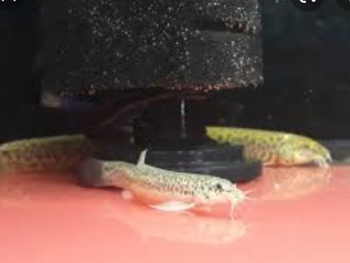 Peces Locha Dojo ( Muy Interesantes ) Leer Descripción...