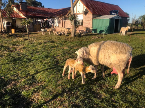 Chacra De 8 Hectareas En San Jacinto