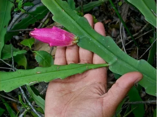 Planta Cacto Suculenta Dama Da Noite Com Vaso E Suporte