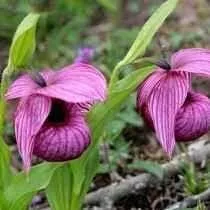Busca 300 sementes mudas orquidea sapatinho anjo paphiopelum flor a venda  no Brasil. - Ocompra.com Brasil