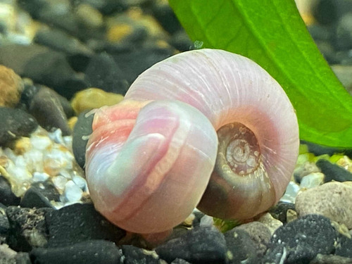 Caracol Planorbis 12x5mil