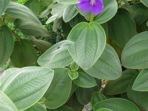 Tibouchina - Hermosa Planta De Flor Violeta | MercadoLibre
