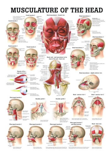 Musculo Anatomia Cabeza Laminated Chart