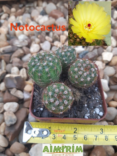 Cacto Notocactus - Flor Amarela, Suculenta | Parcelamento sem juros