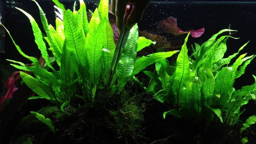 Planta Para Aquario Microsorum Pteropus Low Tech