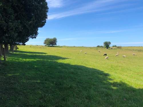 Campo De 73 Hás En Venta En San José, Al Límite Con Colonia.