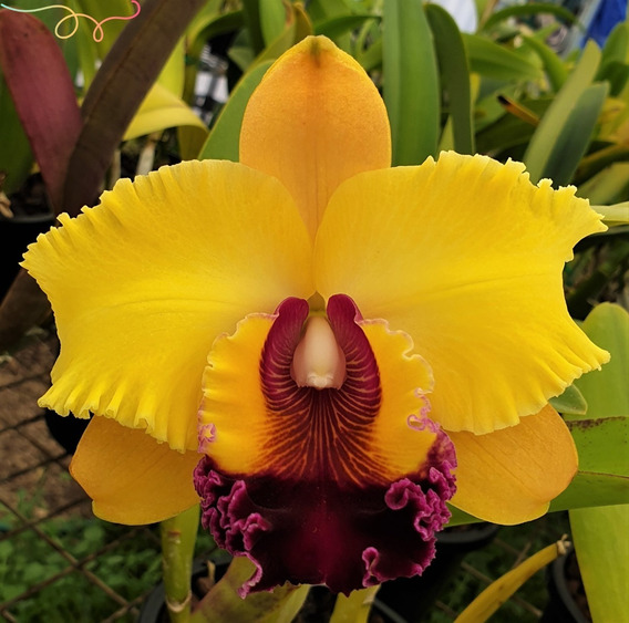 Orquídea Cattleya Adulta Linda Elegante Preço Imperdível !!! | MercadoLivre