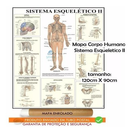 Imagem 2 de 4 de Mapa Corpo Humano Sistema Esqueleto Il Enrolado 120 X 90 Cm