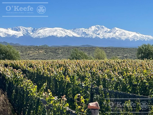 Imagen 4 de 30 de Campo En Venta En Tupungato De 30000 Has - Viñedos De Altura - Nogales - Desarrollo Inmobiliario
