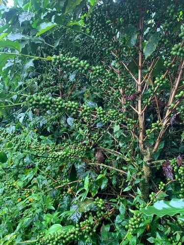 Finca En Venta