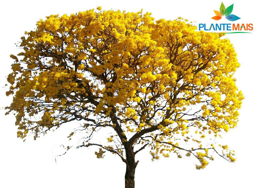 5 Mudas De Ipê Amarelo Serra Precoce - Floresce Em 2 Anos | Parcelamento  sem juros