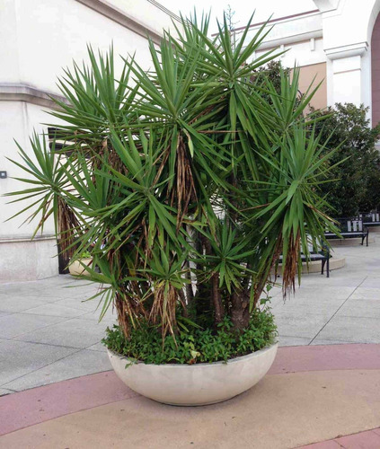 Yucca Pata De Elefante ( Elephantipes ) Gigantes !