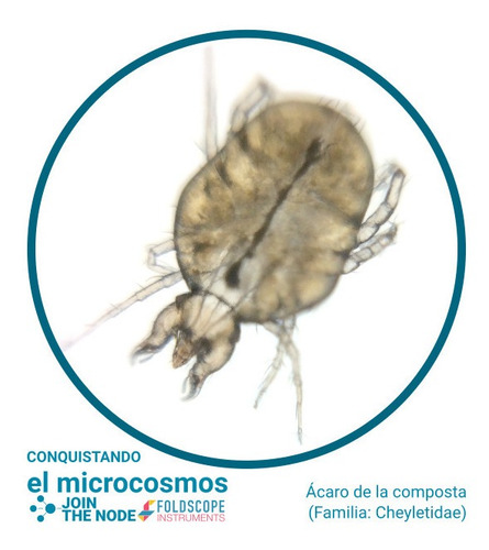 Imagen 4 de 9 de Foldscope, Advanced Kit