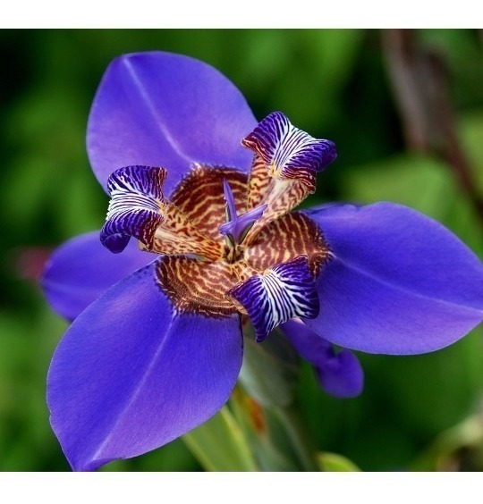 Flor De Liz Planta | MercadoLivre 📦