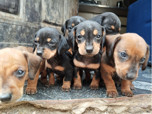 Perritos Salchichas 