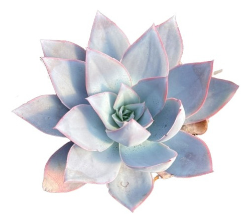 Echeveria Cante 4 Pulgadas (suculenta)  Exotica De Coleccion