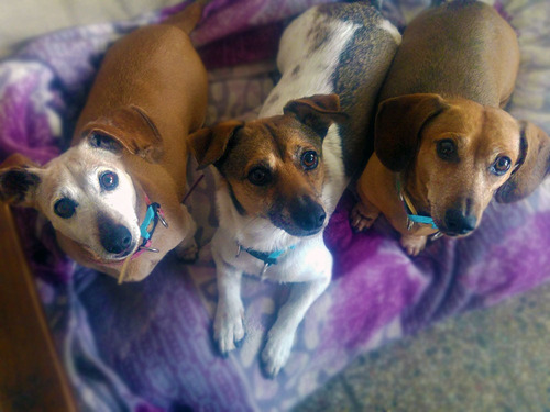 Paseos De Perros Educacion Canina Cuidado A Domicilio Baños