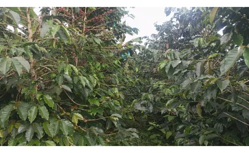 Se Vende Finca En Chaguala - Salento