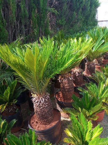 Imagen 2 de 7 de Palmera Cyca Revoluta Grande-excelente-envíos