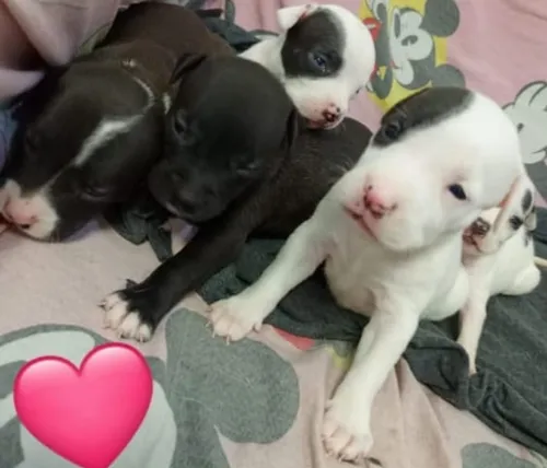 Pitbull Cachorros