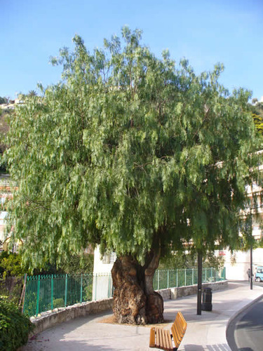 10 (diez) Aguaribay. Schinus Areira. Envio A Todo El País