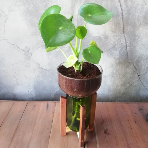 Imagen 6 de 10 de Plantas Interior Cuchara Little Plant 27 Con Soporte