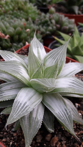 Haworthia Retusa White Ghost Suculenta No Cactus Variegata