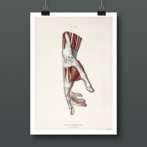 Anatomía Humana 100 Lámina Poster Vintage Antiguo Decoración