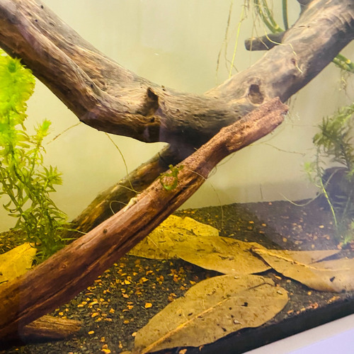 30 Folhas De Castanheira Para Esconderijo De Alevinos Peixes