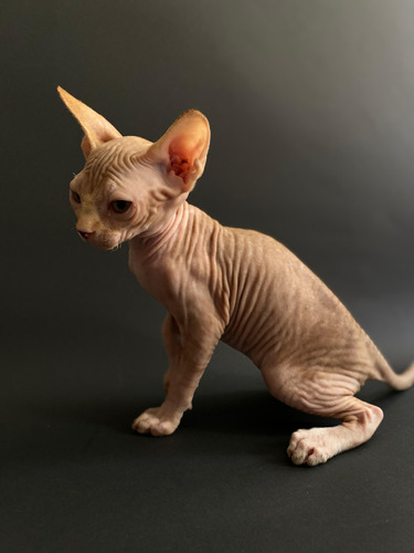 Gatos Esfinge O Sphynx