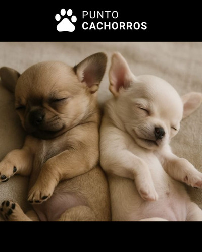 Chihuahua 60 Crema