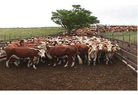Imagen 1 de 4 de Campo - Otras