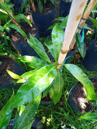 Arbol De Mango Rosado - Hermoso E.gratis Amba