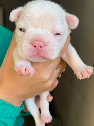 Cachorros Bulldog Francés 