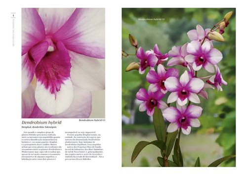 Enciclopédia das Orquídeas - Volume 10, de Editora Europa. Editorial Editora Europa Ltda., capa mole em português, 2021