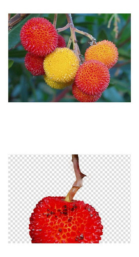 Imagem 1 de 10 de Sementes Medronho Arbutus Unedo 5 Envelopes 40 Sementes