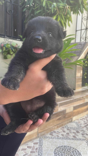 Cachorros De Pastor Alemán Buen Linaje 8297974254