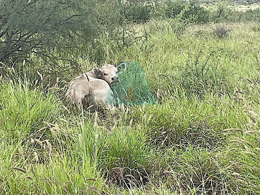 Venta De Rancho Ganadero En Municipio De Satevo, Fergon