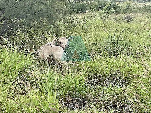 Venta De Rancho Ganadero En Municipio De Satevo, Fergon  