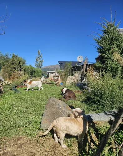 Guardería & Pensionado Canino En Bariloche Sin Jaulas