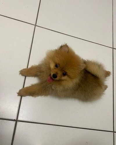 Filhotes De Spitz Alemão Anão Micro