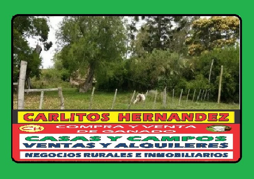 Campo - Montevideo Necesitamos Para Alquilar Y Vender Campos - Chacras - Quintas -