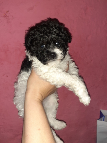 Imagen 2 de 6 de Caniche Hembra Panda