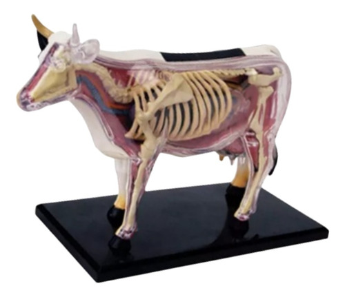 Anatomía De Órganos Animales, Modelo 4d, Inteligencia De Vac